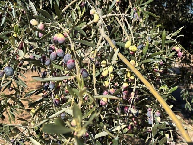 Finca/Casa Rural en venta en Xerta, Tarragona