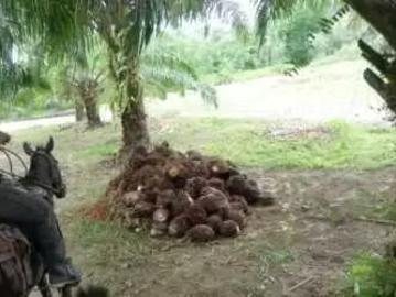 Fincas en panamá en barú | venta | $2,500,000 negociables vendo 378 hectareas en baru provincia chiriqui: usd 2500. 00