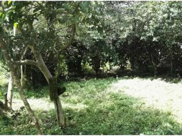 Fincas en panamá en boquete | venta | finca / 1 hectarea / palmira abajo / boquete / chiriqui: usd 150000.00