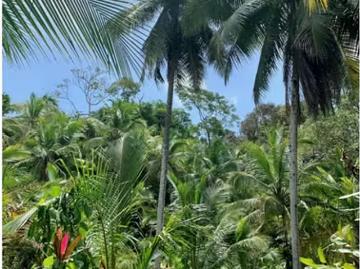 Fincas en Panamá en Isla Bastimentos | venta | Vendo finca en Bocas del Toro Isla Bastimento L. T: usd 630000.00