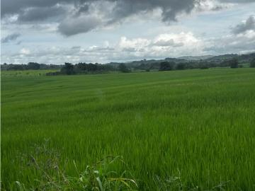 Fincas en panamá en las tablas | venta | las tablas / paritilla / finca / 52 hectareas / zonas verdes: usd 390000.00