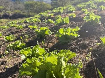 Fincas en panamá en volcán | venta | de finca agroindustrial en volcan: usd 2000. 00