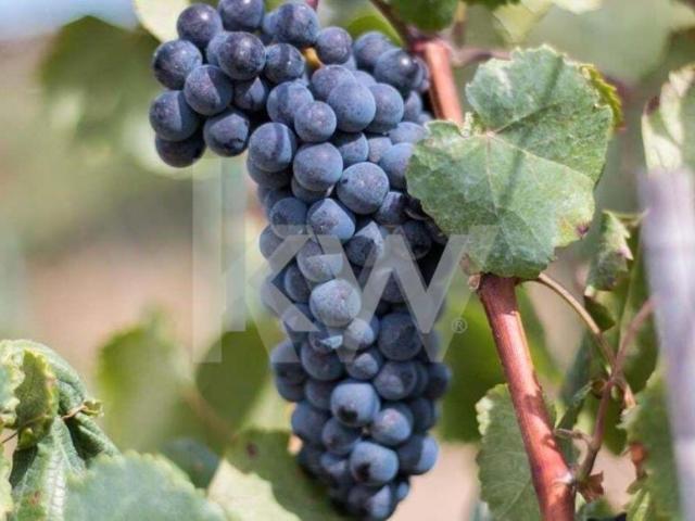 Fincas Rusticas 3 quarto, Vidigueira Beja DS90553951