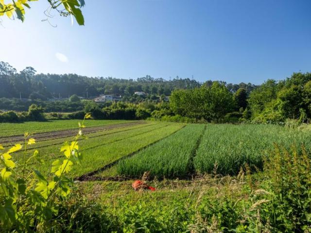 Fincas Rusticas 5 quarto, Penafiel Porto DS101793368