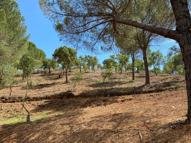 Fincas Rusticas Silves Algarve DLS42255918