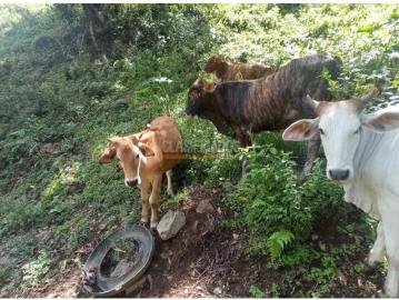 Fincas y Casas Campestres, Venta, Restrepo