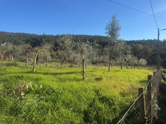 Figueiró dos Vinhos Figueiró dos Vinhos 100127342