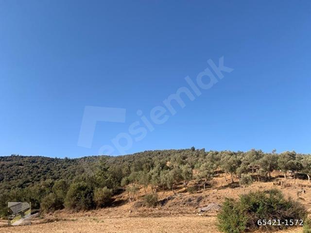 FIRSAT FİYAT YATIRIMLIK DÖRTTEPEDE 7879 M2 ZEYTİNLİK