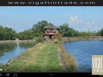 Fish pond Or Punong