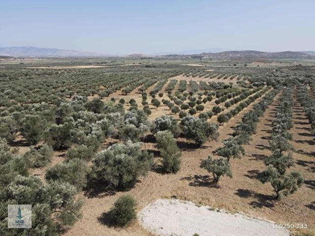 FOÇA MAREŞAL FEVZI ÇAKMAK MAHALLESI'NDE SATILIK ZEYTINLIK