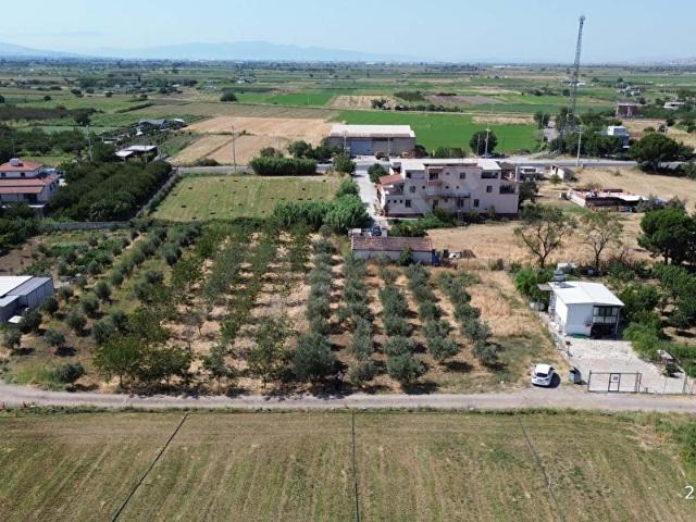 FOÇA ÇEVRE YOLU YAKINI 373 M2 ZEYTIN AĞAÇLI TARLA