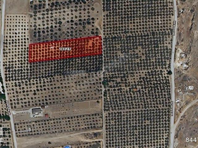 FOÇA GERENKÖY'DE 150 ADET ZEYTİN AĞAÇLI 5106 M2 ZEYTİNLİK