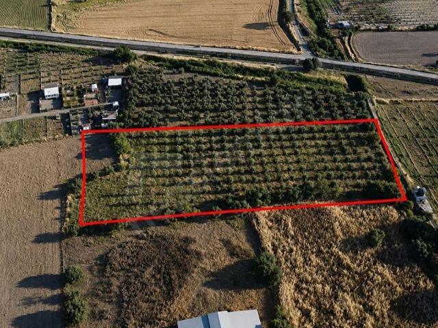 FOÇA GERENKÖYDE İMAR SINIRINDA SATILIK ZEYTİNLİK