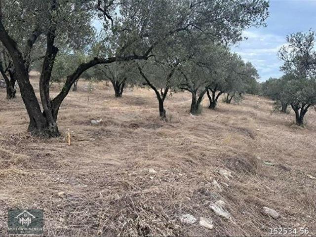 FOÇA GERENKÖY'DE SATILIK 197M2 ZEYTİNLİK DOĞA İLE İÇ İÇE BAHÇE