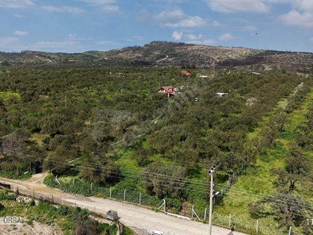 Foça Ilıpınar Yol Cepheli 6.162 m Zeytinlik 300 m Yapı İmkanı