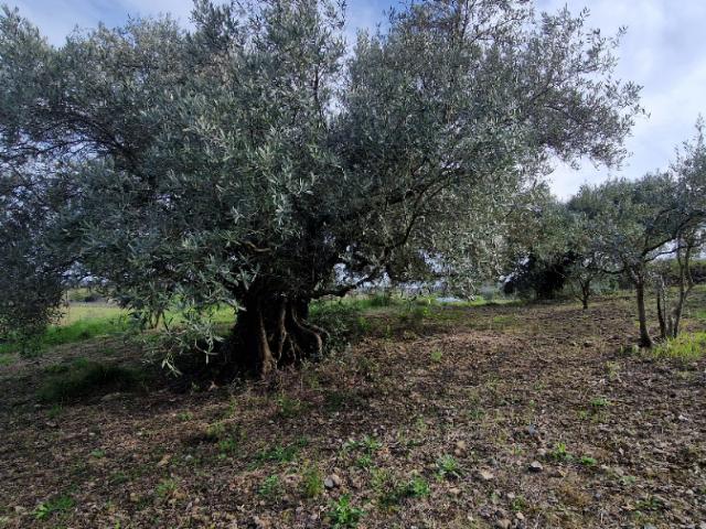 Fontès Vente Terrain 34