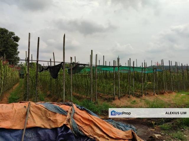 For Sale. 7.44 Acre Orkid Farm @ Mukim Plentong, BANFOO Near Desaru Highway