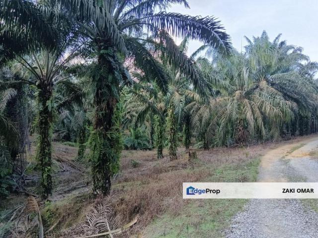 Sungai Pelepah