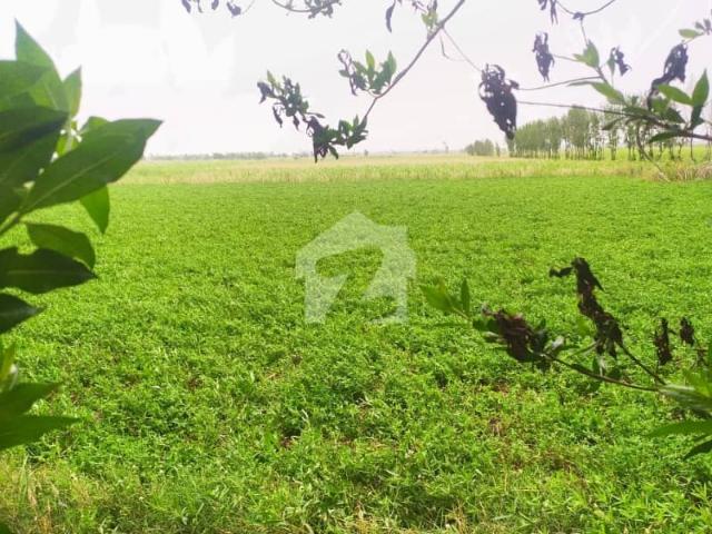 For Investment 48 Acre Fully Agriculture Land For Sale Near Jarranwala To Shahkot Road Faisalabad