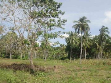 FOR SALE: Lot / Land / Farm Davao del Sur >Samal