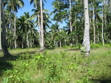 FOR SALE: Lot / Land / Farm Davao del Sur >Samal