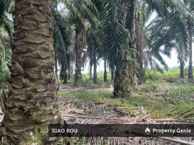 For Sales Sungai Baru @ Masjih Tanah Oil Palm Tree Land