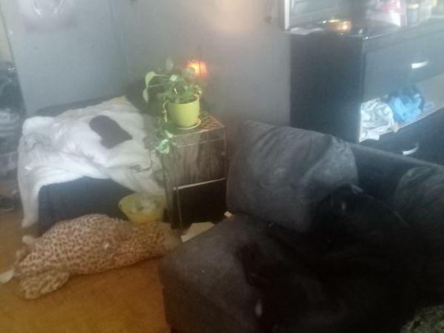 For Rent 1 Bedroom Shared Living/roommate Toronto ON DS97413033