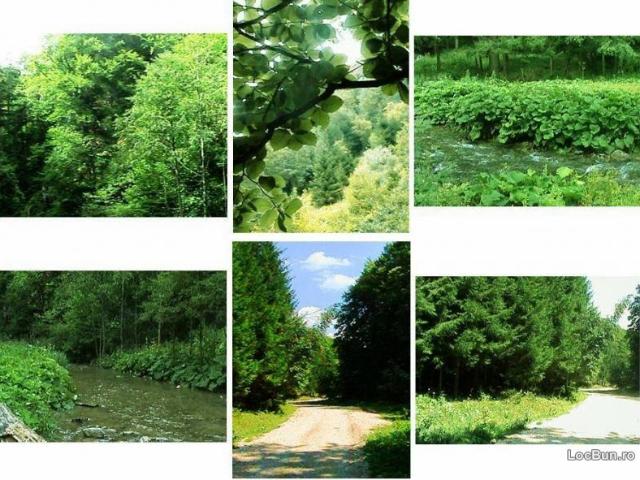 Forests For Sale In Romania 2000 HA