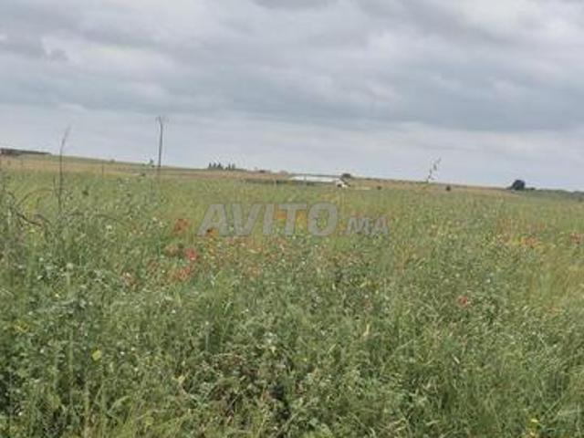 Fourrage de fèves à vendre dans un terrain près de Khémisset