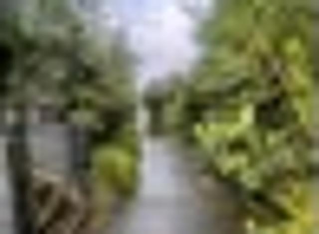 Flat Bush, 4 bedrooms, $800 pw