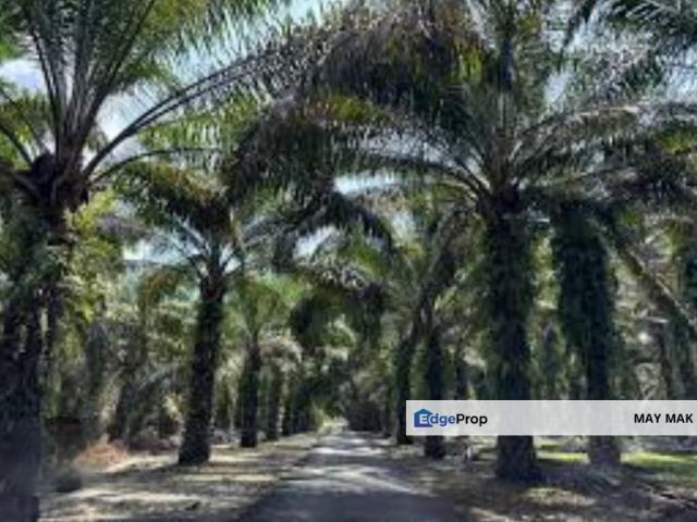Freehold Agriculture Land Below Value Jasin Rim Melaka For Sale