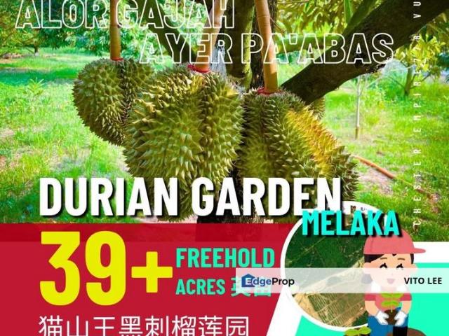 Freehold Land 39+ acres. Musang King & Blackthorn Durian Garden for sale