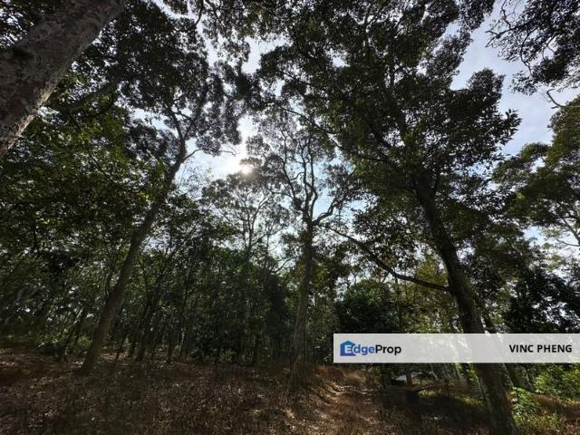 FREEHOLD MATURE Durian Orchard 5 Acres @ Jasin Melaka