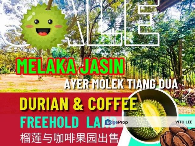 Freehold Roadside 4.149 Acres Coffee & Durian Orchard for Sale