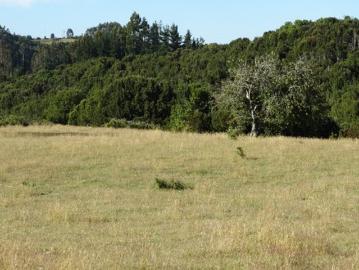 Fresia, Sector Las Cuyas, X región de Los Lagos