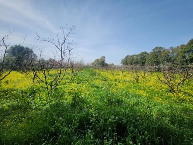 Frutteto in vendita a San Sperate