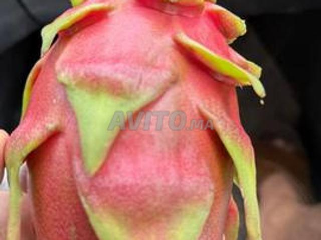 Fruits du dragon bio
