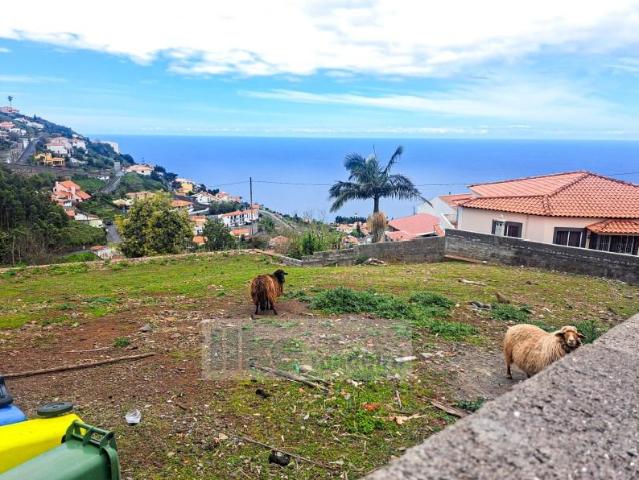 Funchal Funchal 9060 176 LS102730296