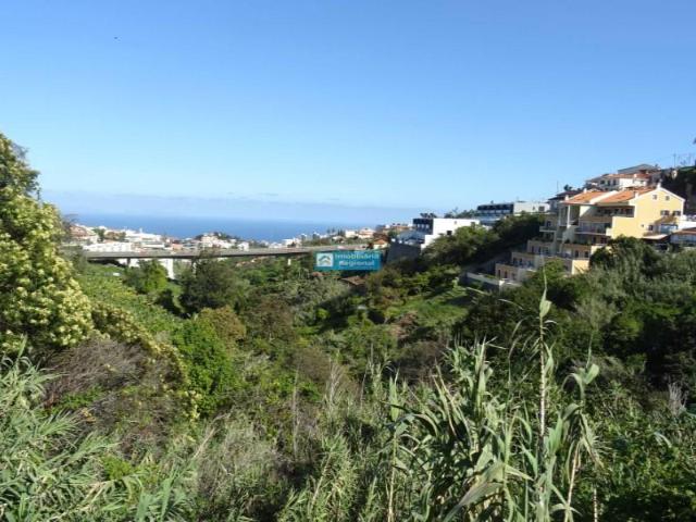 Funchal Funchal 91353962