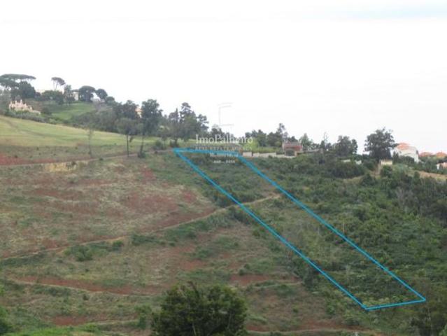 Funchal Ilha da Madeira 96265429