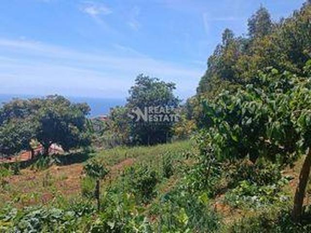 Funchal Ilha da Madeira LS96313569