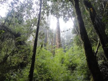 Fundo San José