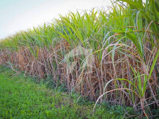 Fully agriculture 60 Acer land For Sale at Nearby Painsra Gojra Road Faisalabad