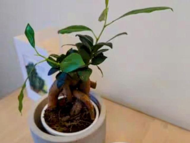 Furnished apt. near Florastraße in Berlin Pankow for a couple, Berlin Amsterdam Apartments for Rent