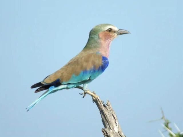 Game Farm in Musina