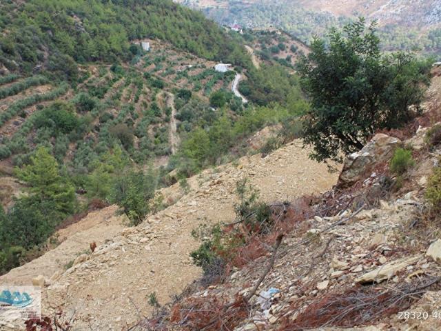 Gazipaşa satılık arsa 10 villalık incegizde 4 parsel yanyana