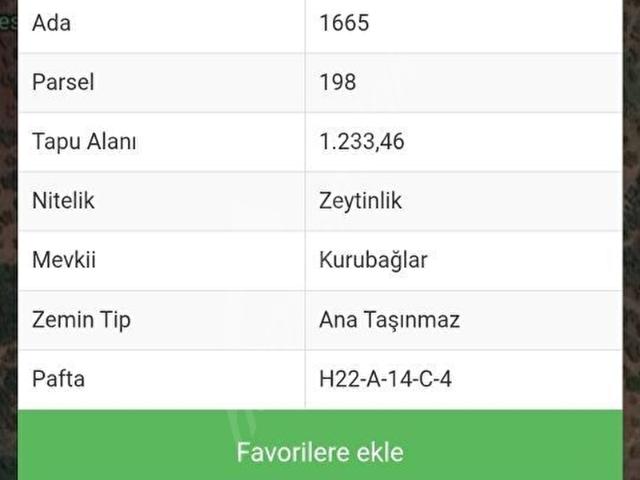 GEMLİK MURATOBA KÖYÜNDE SATILIK ZEYTİNLİK
