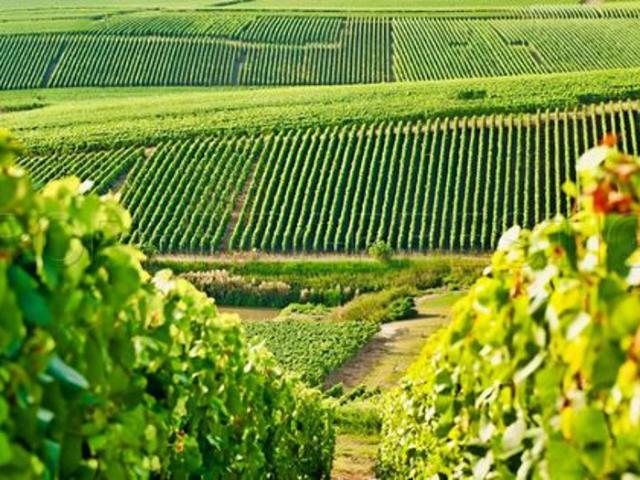GERS PROPRIETE VITICOLE EN BAS ARMAGNAC 14 HA