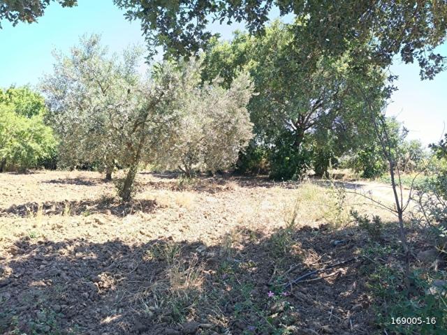 GÖÇBEYLİ'DE YOLA CEPHELİ 1200 m2 HOBİ BAHÇESİ
