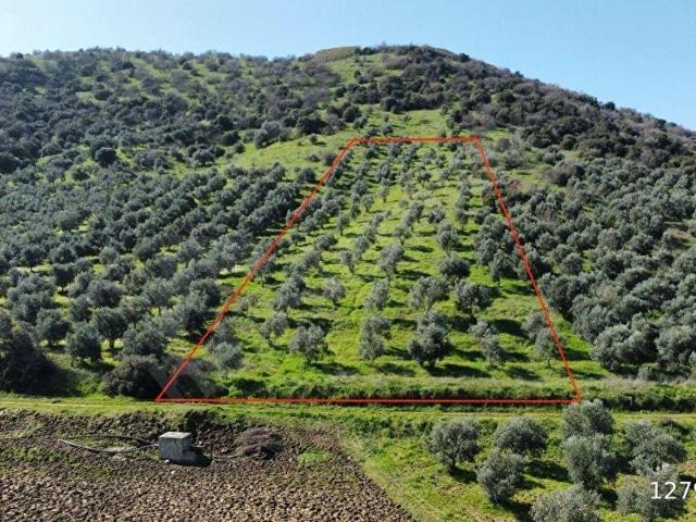 GÖKÇE BAĞÇİVAN GAYRİMENKULDEN EMİRLİ MAHALLESİNDE SATILIK ZEYTİNLİK